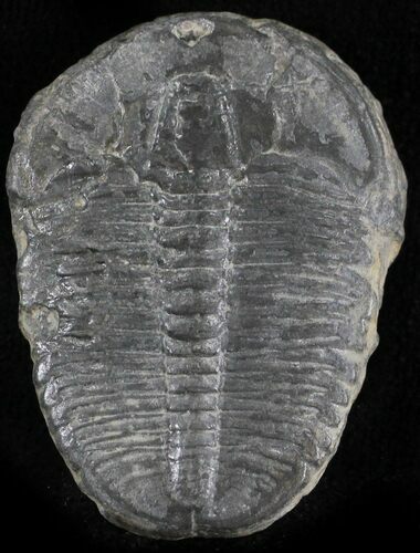 Elrathia Trilobite - Wheeler Shale, Utah #24783